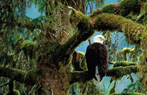Tongass: Bald Eagle