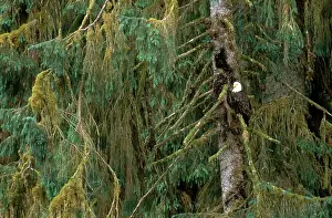 Tongass: Bald Eagle