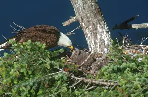 Eaglet: Bald eagle