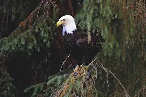 Themes: Bald Eagle