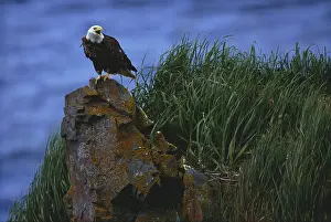 Themes: Bald Eagle