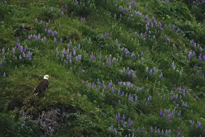 Uncultivated: Bald Eagle