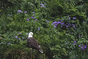 Themes: Bald Eagle
