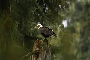 Tongass: Bald Eagle