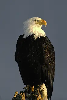 Kenai: Bald Eagle