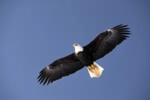 Spans: Bald Eagle