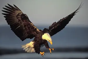 Spans: Bald Eagle