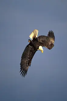 Spans: Bald Eagle