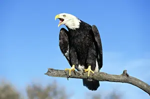 Squawking: Bald Eagle