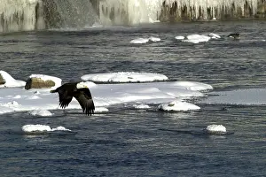 Lawrence: Bald Eagle