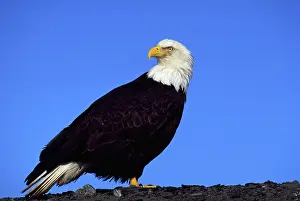 Noble: Bald eagle