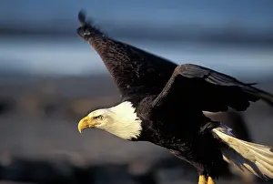 Outstretched: Bald Eagle