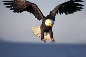 Outstretched: Bald Eagle