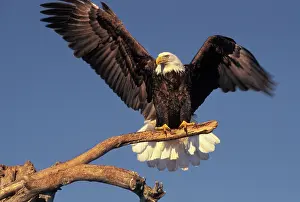 Snag: Bald Eagle