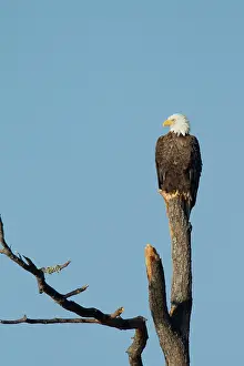Leucocephalus: Bald Eagle