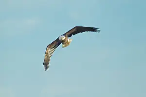 Leucocephalus: Bald Eagle