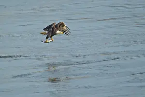 Leucocephalus: Bald Eagle