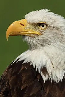 Leucocephalus: Bald Eagle