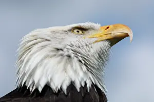 Leucocephalus: Bald Eagle