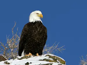 Leucocephalus: Bald Eagle