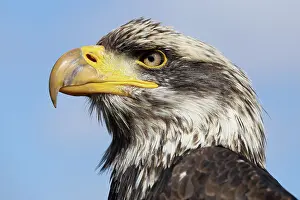 Leucocephalus: Bald Eagle
