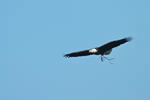 Hunter: Bald Eagle