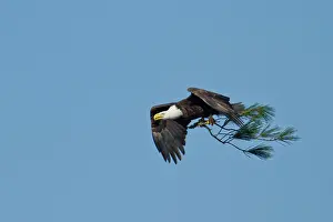 Haliaeetus: Bald Eagle