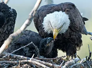 Peter Mather: Bald Eagle adult feeding chicks at nest Yukon River, Canada