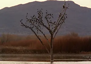 Grackles: Bald Eagle - adult perched in tree, with large