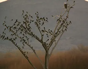 Grackles: Bald Eagle - adult perched in tree, with large