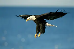 Midair: Bald EAGLE - adult soaring in midair