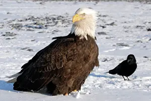 Brachyrhynchos: Bald Eagle and American Crow