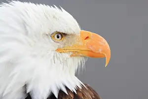 Leucocephalus: Bald eagle, Bald eagle (Haliaeetus leucocephalus)
