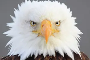 Leucocephalus: Bald eagle, Bald eagle (Haliaeetus leucocephalus)