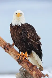 Leucocephalus: Bald eagle, Bald eagle (Haliaeetus leucocephalus)