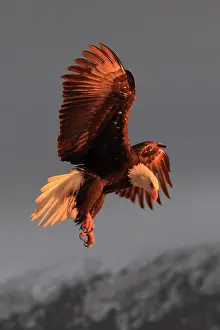 Leucocephalus: Bald eagle, Bald eagle (Haliaeetus leucocephalus)