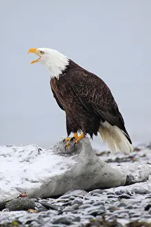 Leucocephalus: Bald eagle, Bald eagle (Haliaeetus leucocephalus)