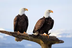 Leucocephalus: Bald eagle, Bald eagle (Haliaeetus leucocephalus)