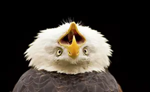 Karl Terblanche: Bald Eagle - calling with head thrown back