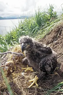 Eaglet: Bald Eagle Chick