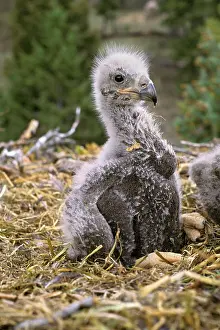 Ugly: Bald Eagle chick - In nest