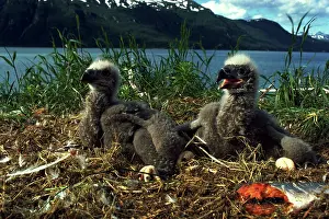 Eaglet: Bald eagle chicks in their nest
