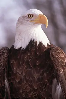 Mary Clay: BALD EAGLE - close up of head