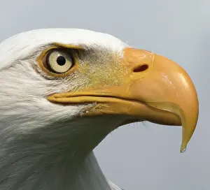 Hooked: Bald Eagle close up of head and eye