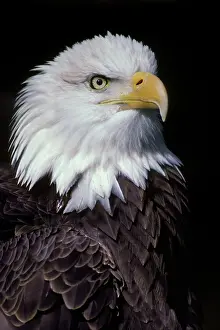 Pat And Tom Leeson: Bald Eagle - Close-up