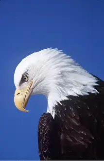Eagles: BALD EAGLE - close-up of head