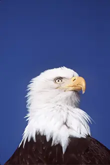 Eagles: BALD EAGLE - Close-up of head