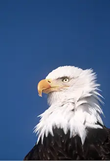 Eagles: BALD EAGLE - Close-up of head