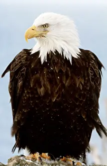 B Moose Peterson: BALD EAGLE - close-up portrait