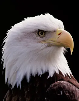 Nose: Bald Eagle - Close-up of turning head